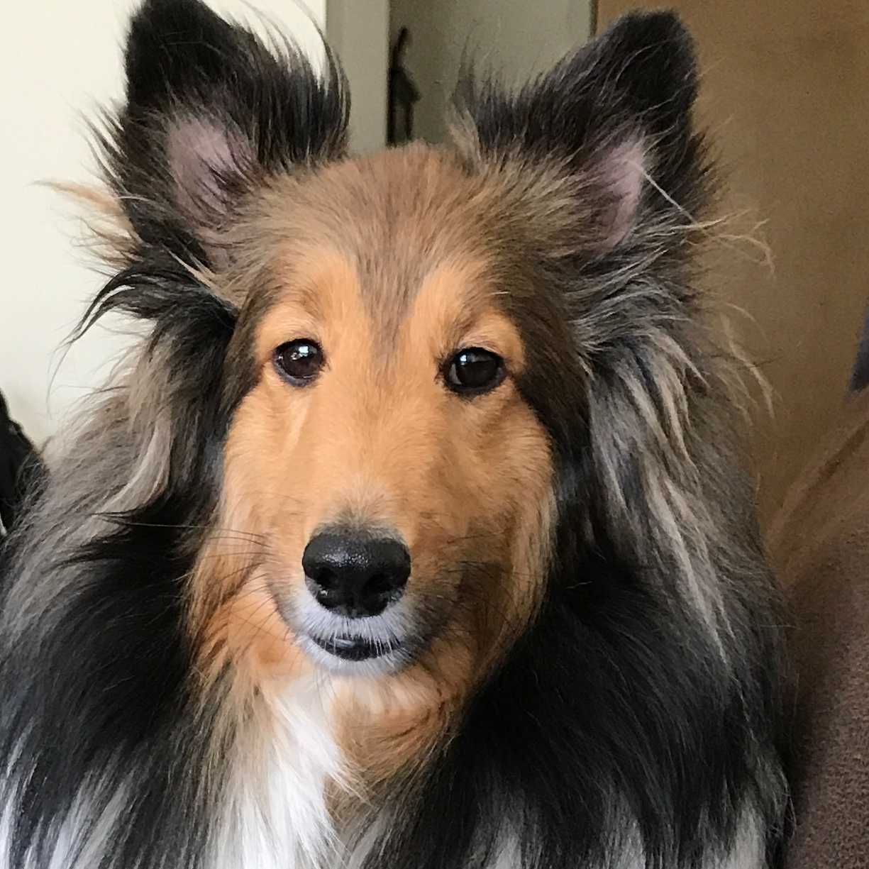 Heidi the Sheltie Headshot